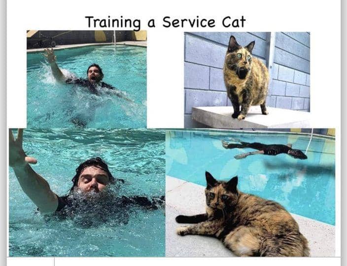 meme kucing cuek
