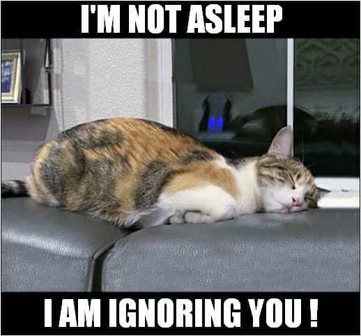 meme kucing cuek