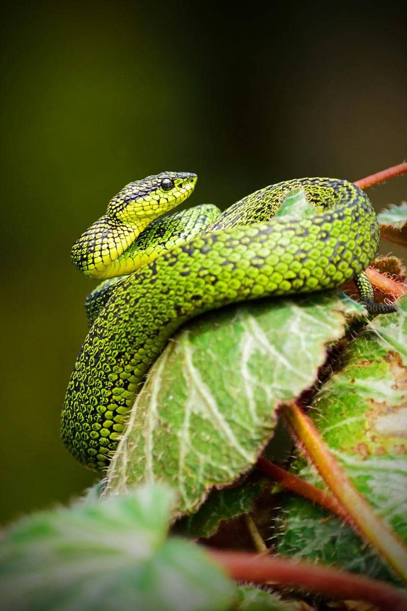 ular eyelash viper