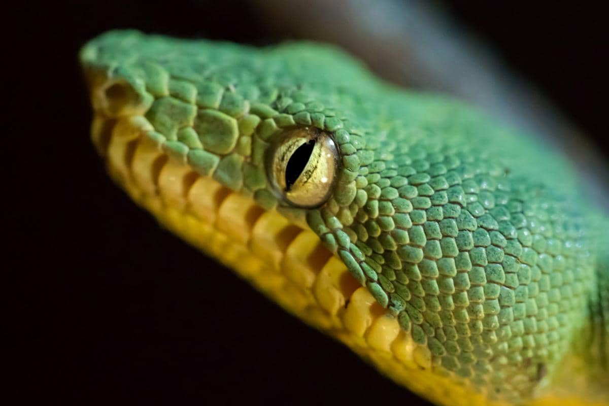ular viper