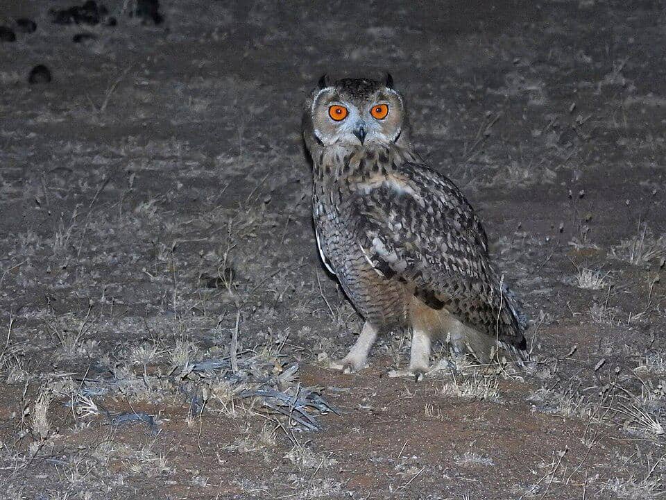 Burung hantu elang firaun di Arab Saudi ini sedang berburu.