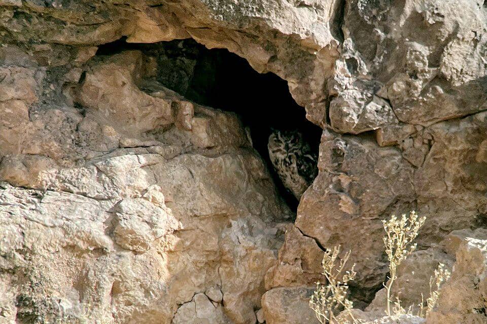 Burung hantu elang firaun bersembunyi di celah bebatuan di Moroko.