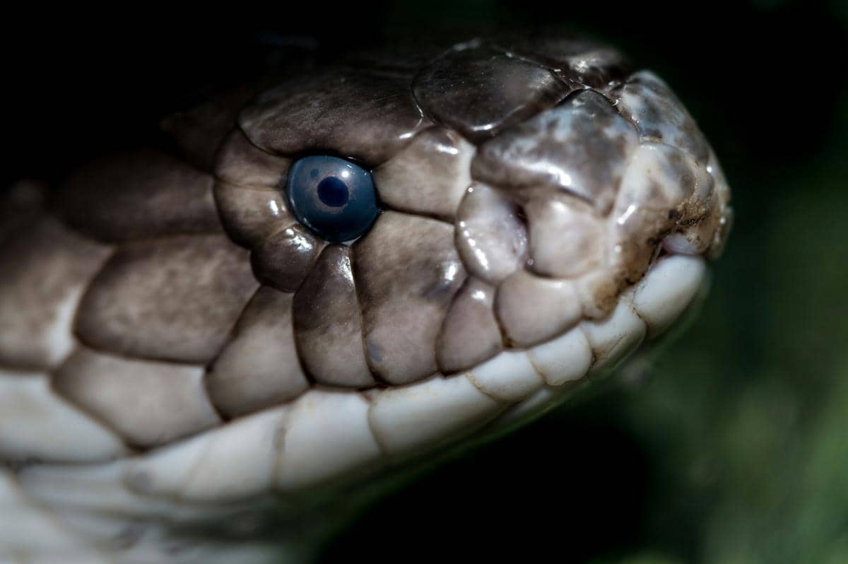 ular cobra