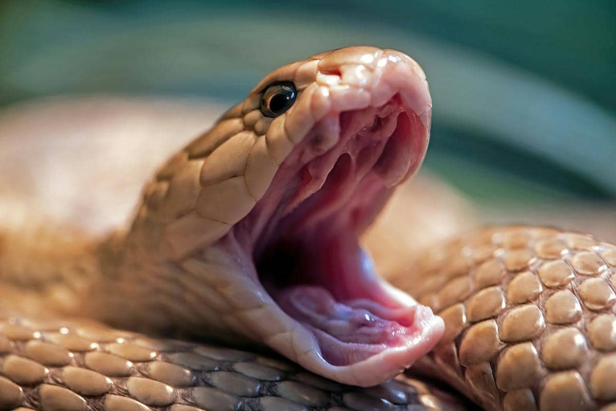 ular cobra