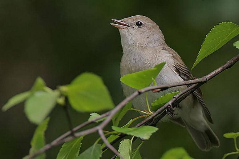 Garden Warbler