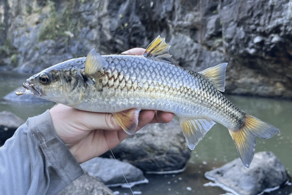 ikan belanak