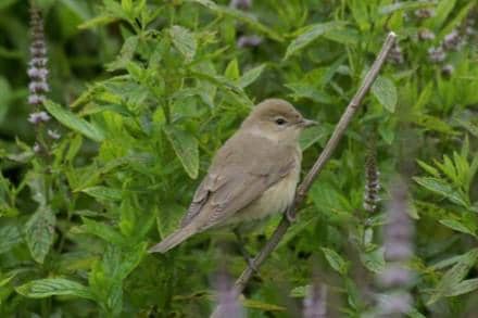 Garden Warbler