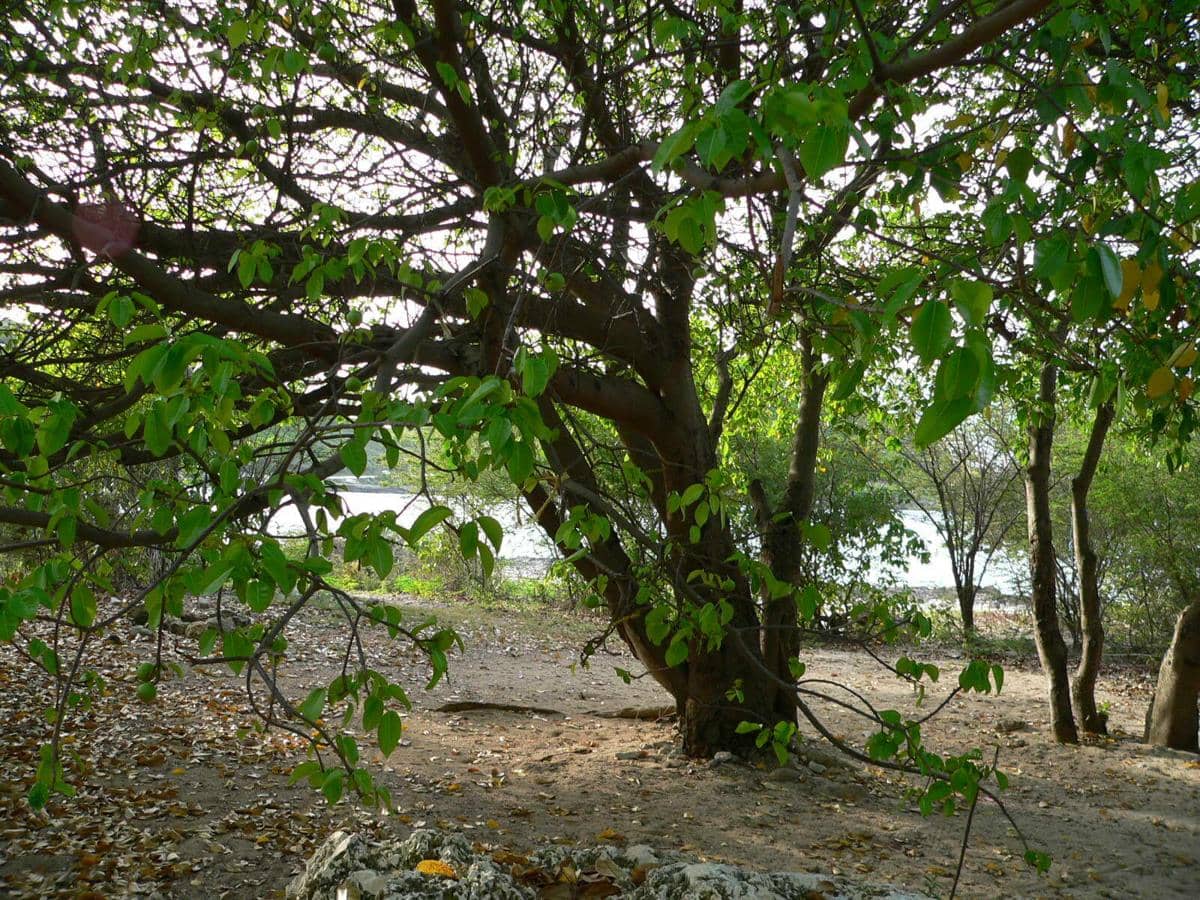 Pohon manchineel (Hippomane mancinella)