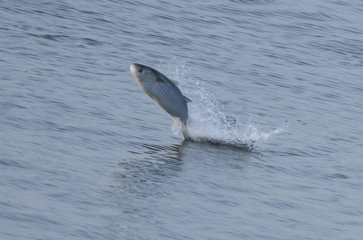 ikan belanak