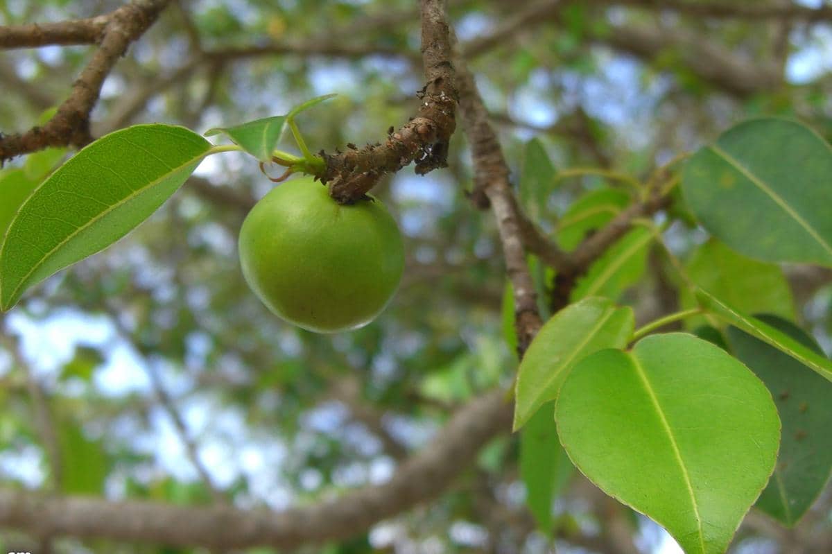 5 Fakta Pohon Manchineel, si Apel Kematian yang Sangat Berbahaya!