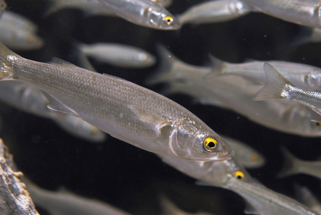 ikan belanak