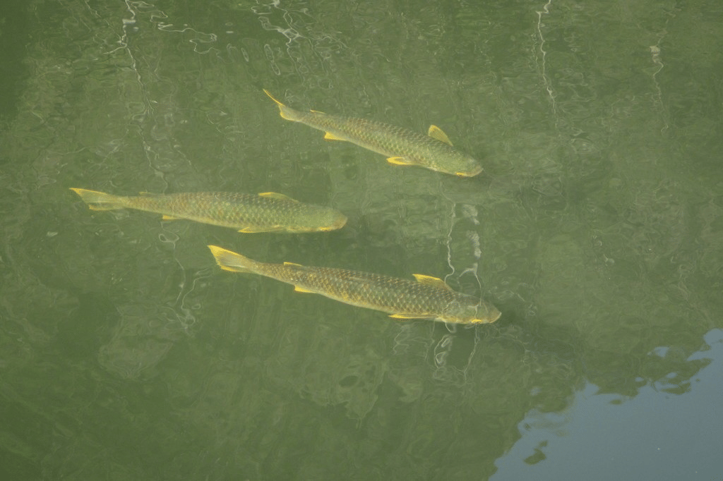ikan belanak