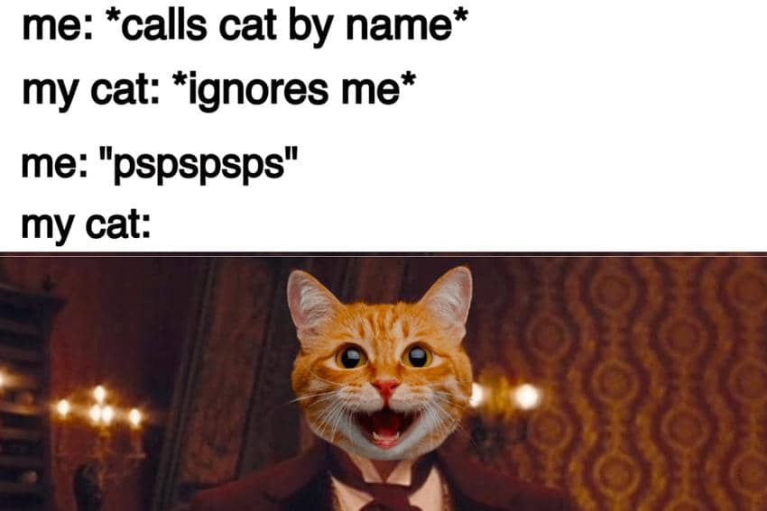 8 Meme Kucing Cuek, Dipanggil Nama Gak Noleh!