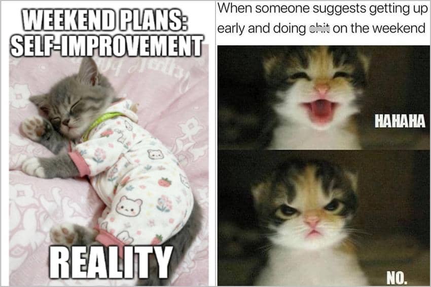 8 Meme Kucing tentang Akhir Pekan, Malah Ada Kerjaan
