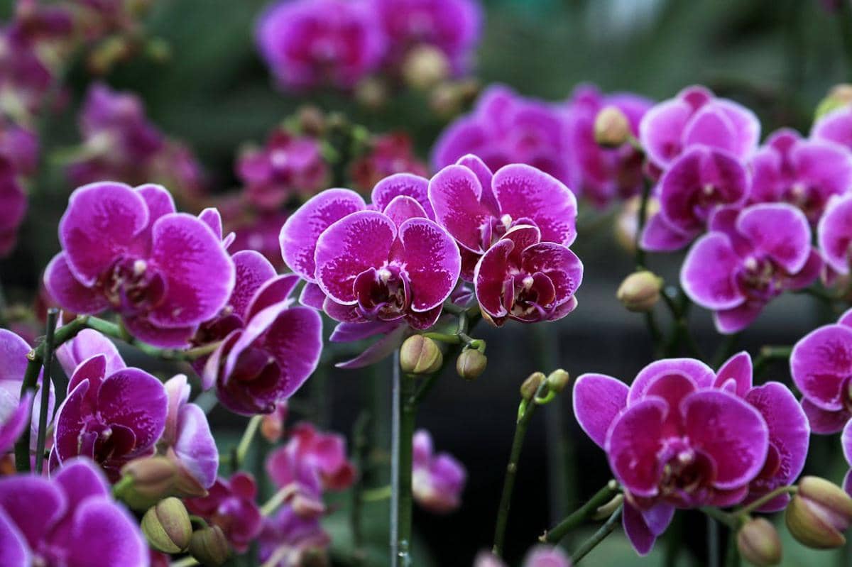Ilustrasi orchid garden
