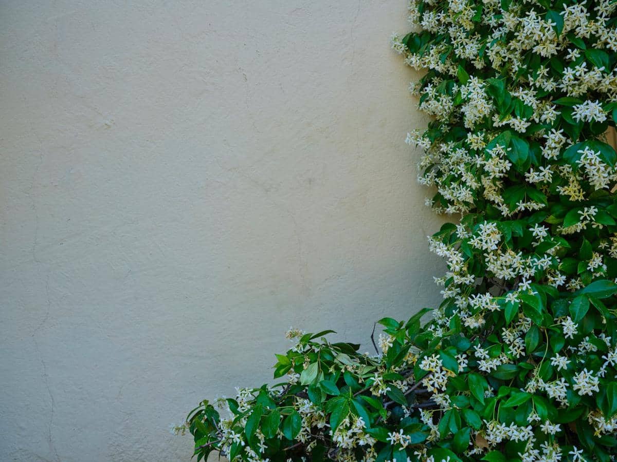 Ilustrasi tanaman star jasmine