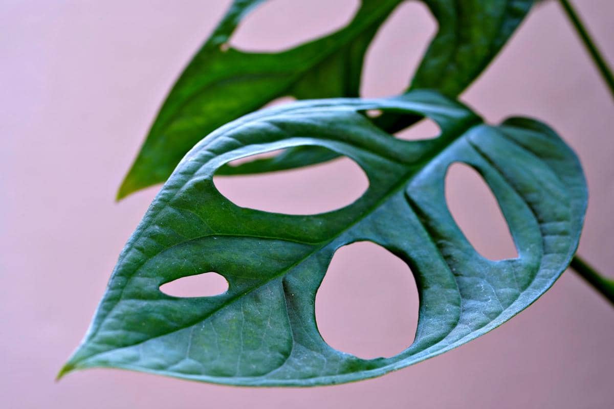 Daun tanaman monstera berwarna hijau dengan lubang alami di permukaannya tampak jelas dengan latar belakang lembut.