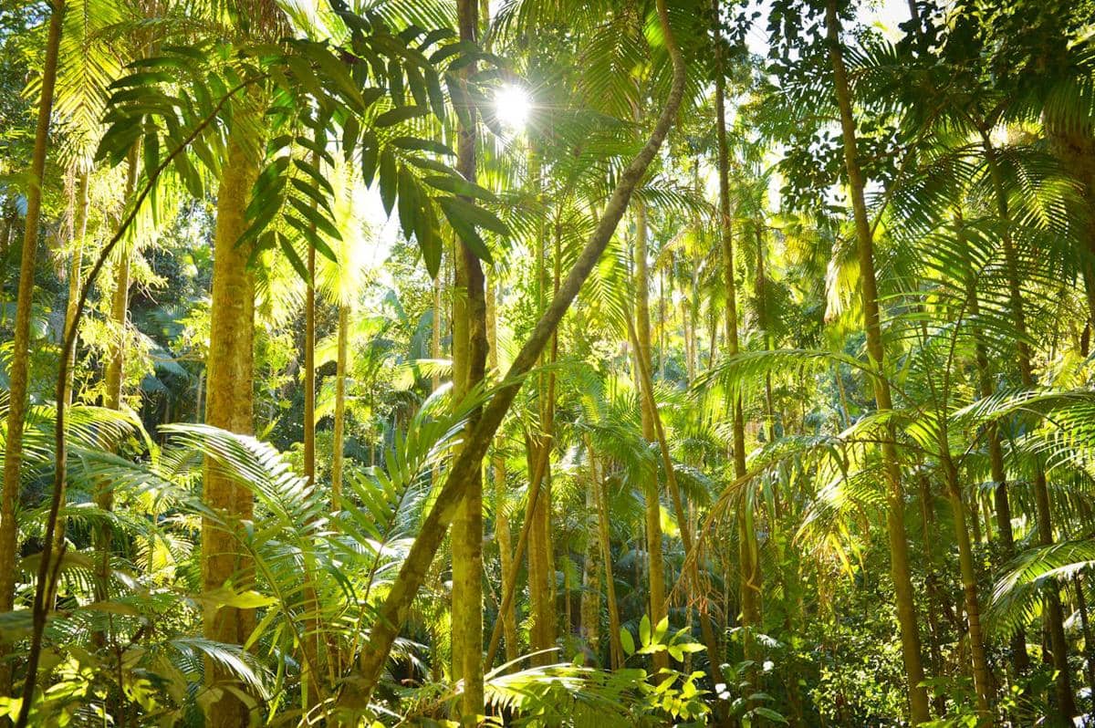 Ilustrasi Rainforest