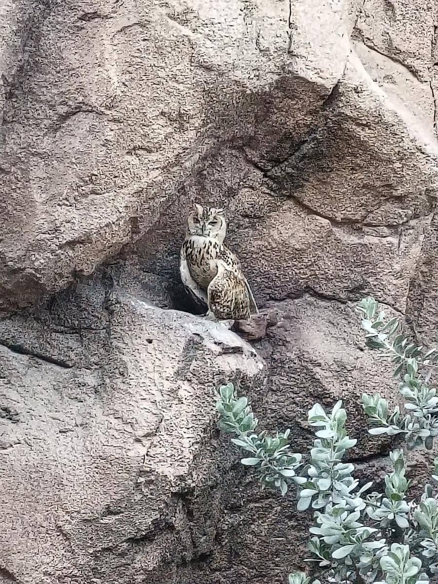 Burung hantu elang firaun hinggap di tebing.