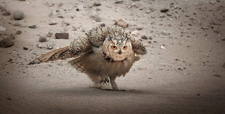 burung hantu elang firaun hendak terbang