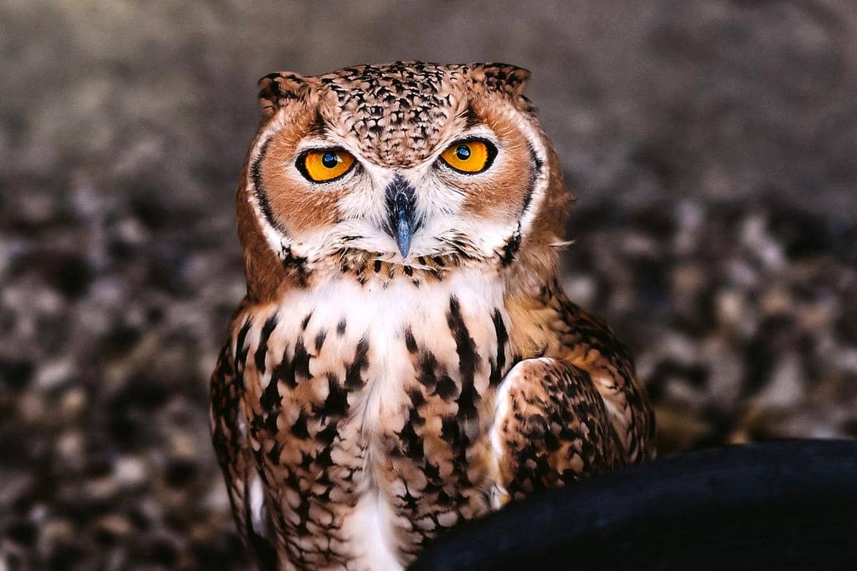 7 Fakta Burung Hantu Elang Firaun, Benarkah Dulu Sakral dan Dipuja?