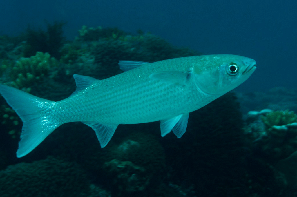 5 Fakta Menarik Ikan Belanak, Sering Melompat Keluar Air