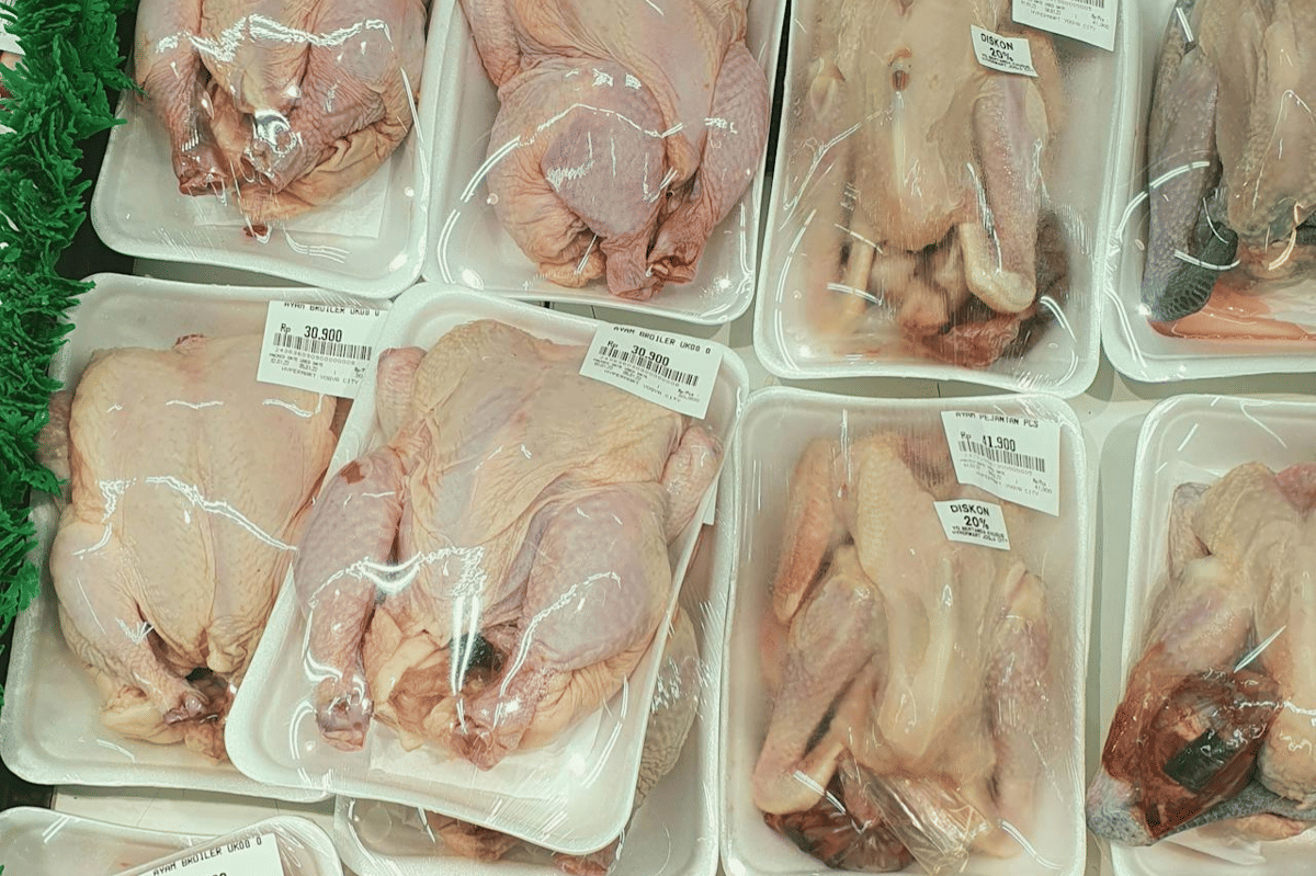 ilustrasi ayam