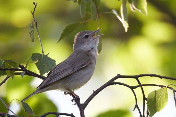 Garden Warbler