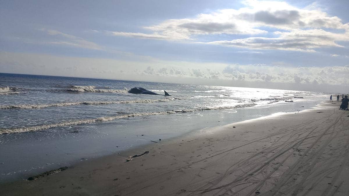 Seekor mamalia laut raksasa jenis paus ditemukan terdampar dalam kondisi mati setelah sempat terlihat terombang-ambing di dekat bibir pantai Desa Nusasari, Kecamatan Melaya, Kabupaten Jembrana, Bali pada Selasa (5/5/2026).(Dok.Istimewa).