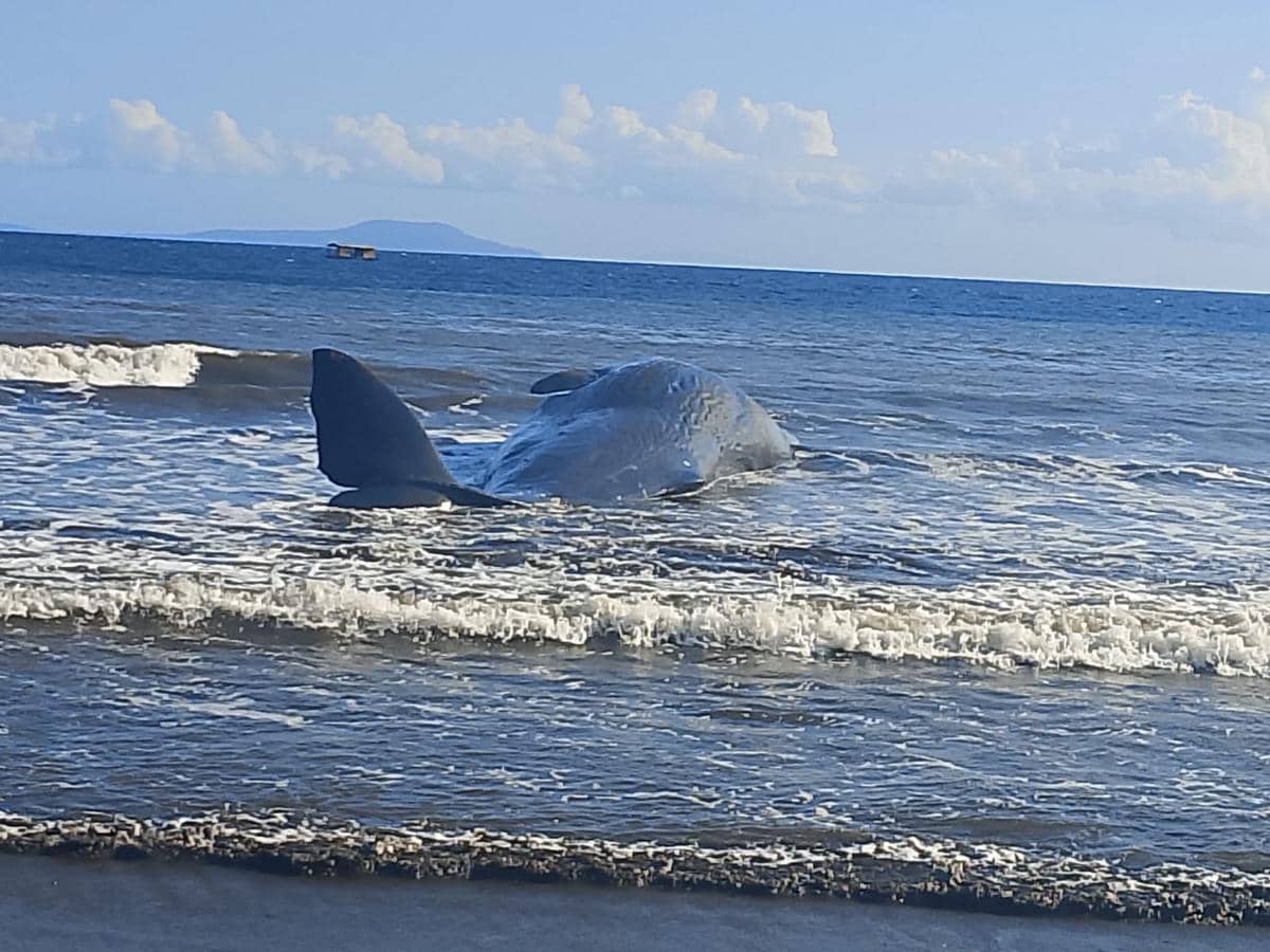 Paus Sepanjang 15 Meter Terdampar di Pantai Nusasari Jembrana