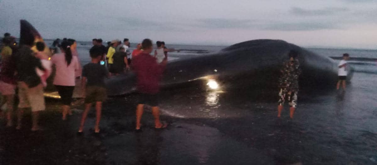Seekor mamalia laut raksasa jenis paus ditemukan terdampar dalam kondisi mati setelah sempat terlihat terombang-ambing di dekat bibir pantai Desa Nusasari, Kecamatan Melaya, Kabupaten Jembrana, Bali pada Selasa (5/5/2026).(Dok.Istimewa).