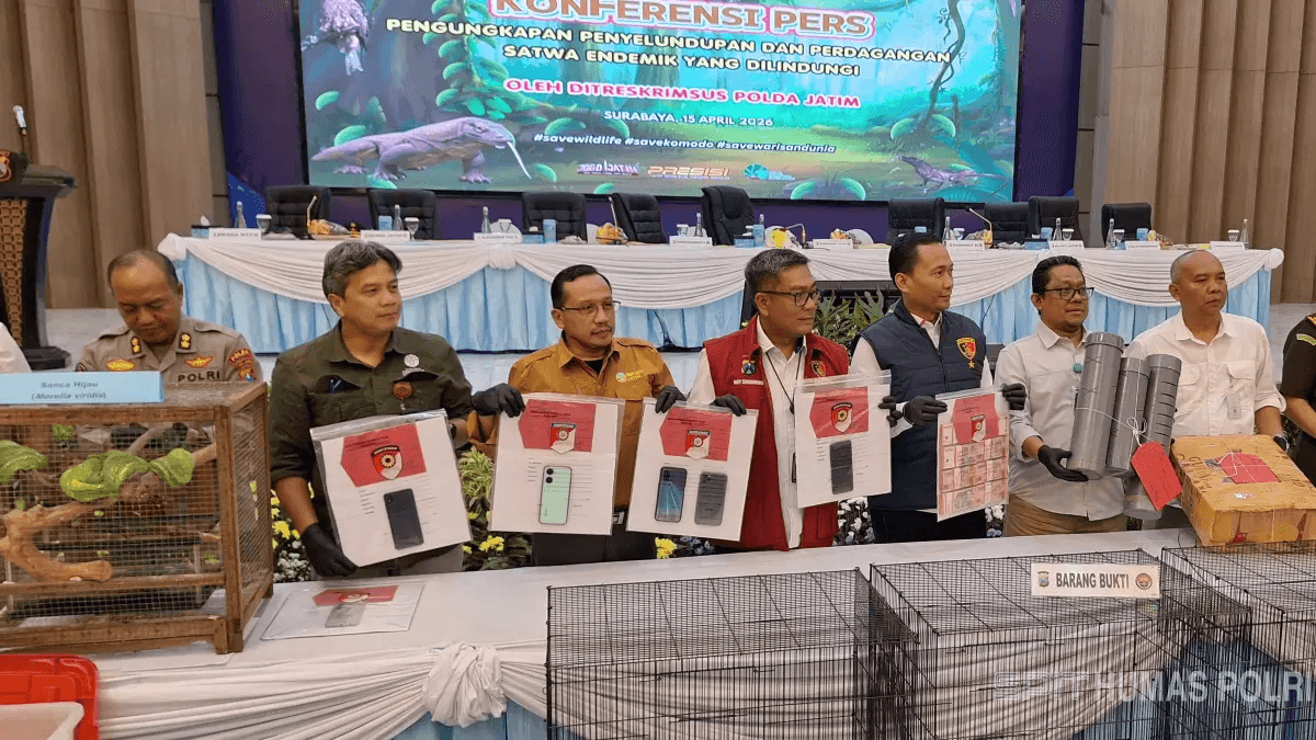 Petugas Polda Jatim memperlihatkan barang bukti kasus penyelundupan 20 komodo dari NTT dalam konferensi pers di Surabaya.