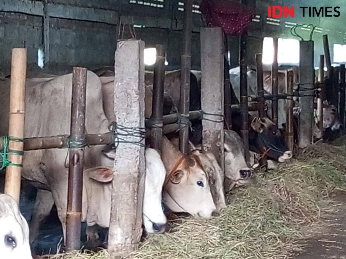 Pedagang Hewan Kurban di Bantul Kesulitan Datangkan Sapi Kurban