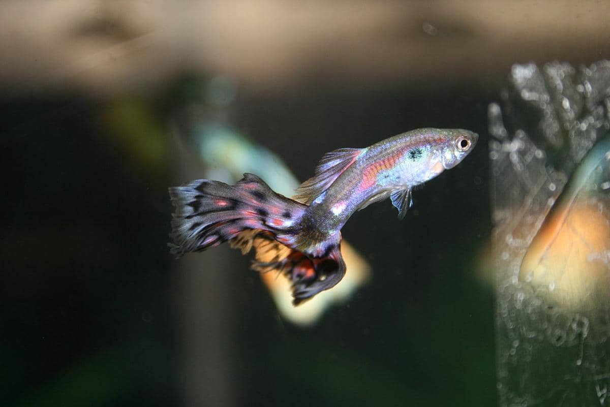 ikan guppy