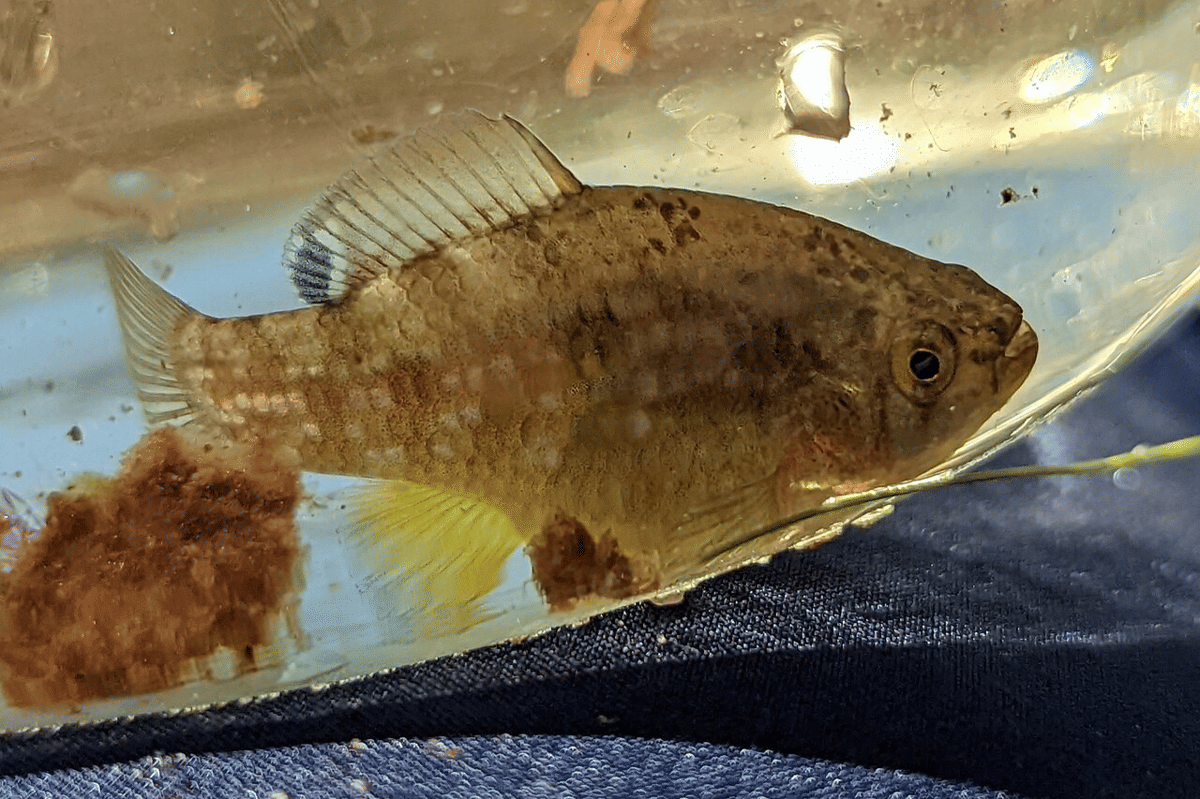 ikan bendera amerika
