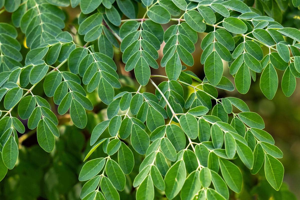 Kenapa Daun Kelor Disebut Miracle Tree? Ini Penjelasannya!