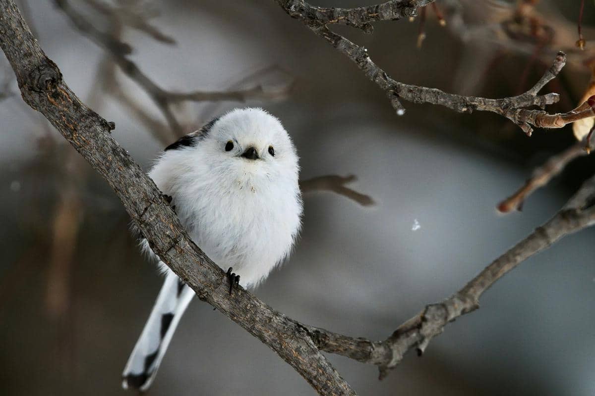 wajah putih polos menjadi ciri khas Shima Enaga dibandingkan long-tailed tit lainnya.