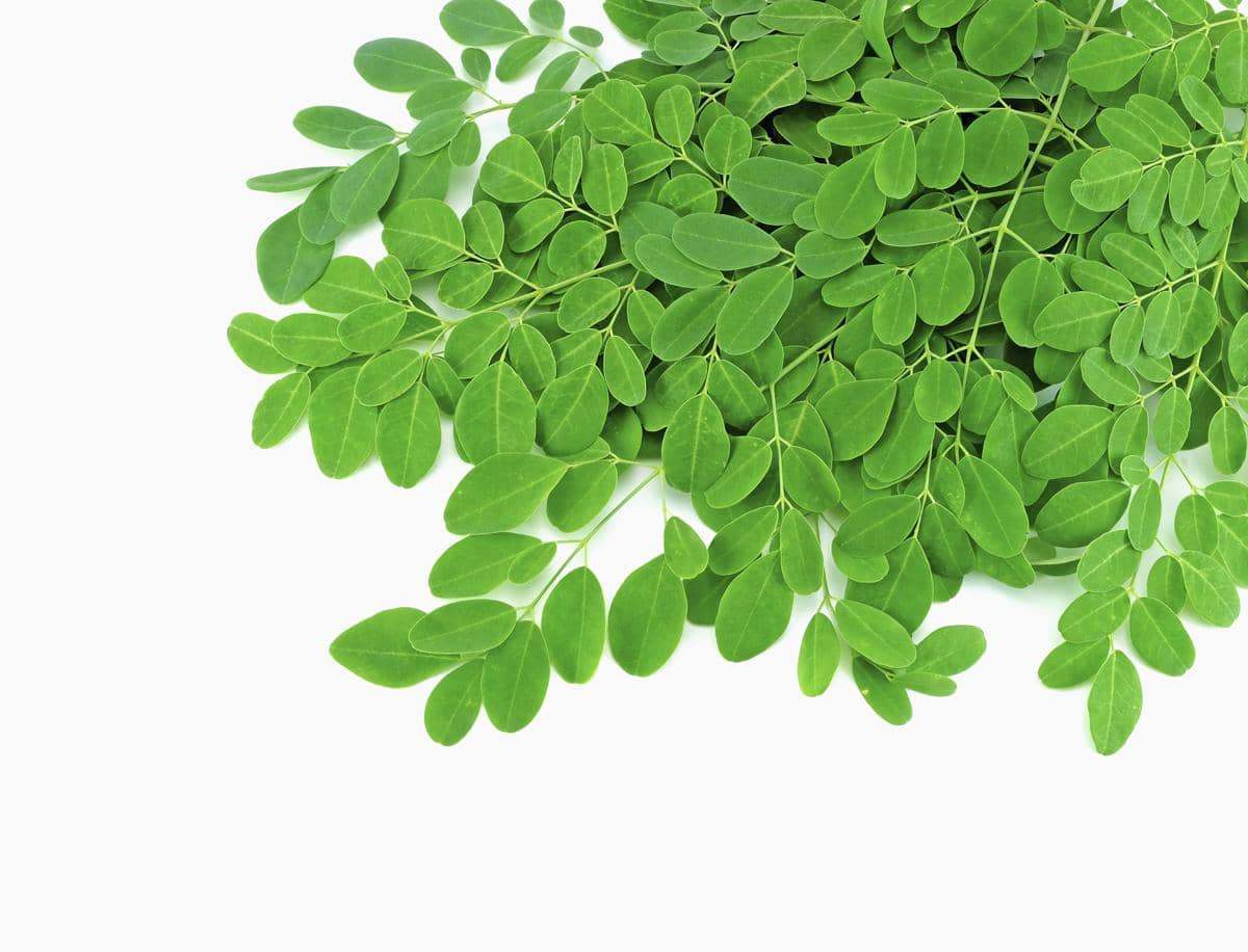 ilustrasi daun kelor 