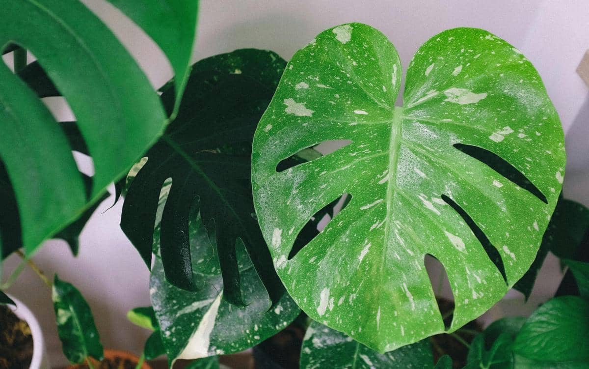 Daun tanaman monstera berwarna hijau dengan corak putih dan lubang alami di permukaannya tumbuh subur di dalam ruangan.