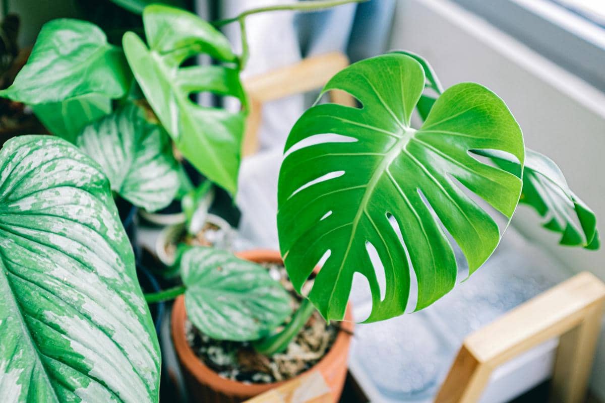 Bagaimana Tanaman Monstera Menciptakan Lubang Daun Secara Alami?
