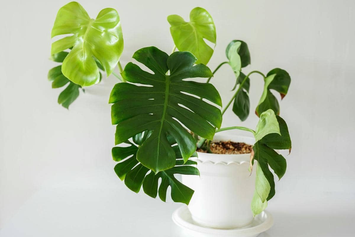 Tanaman monstera berdaun hijau dengan bentuk khas berlubang tumbuh dalam pot putih di atas permukaan terang.