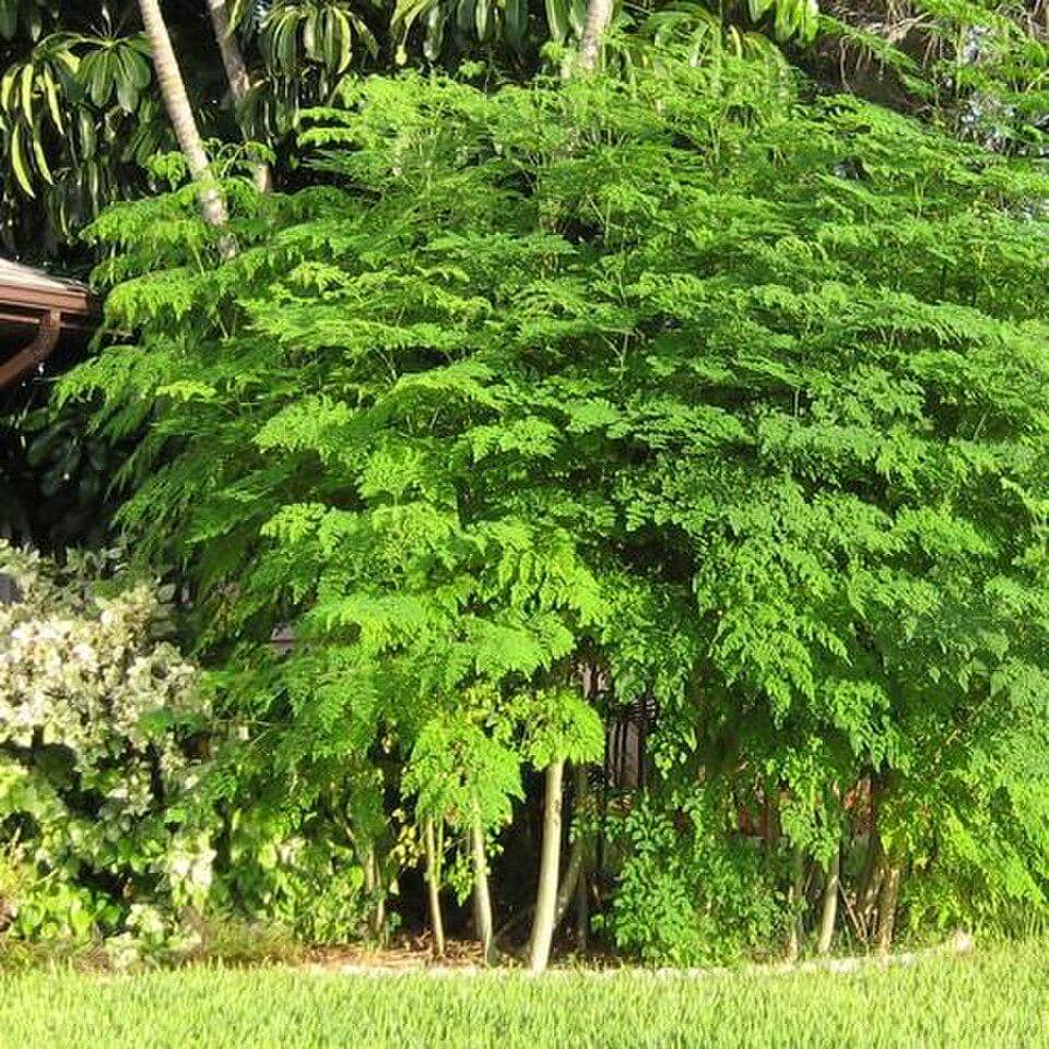 ilustrasi daun kelor yang ditanam di halaman rumah
