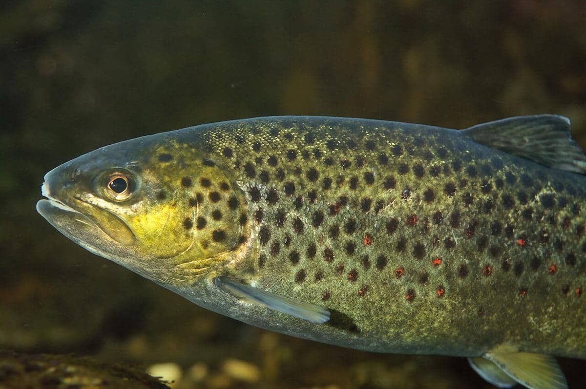 trout cokelat