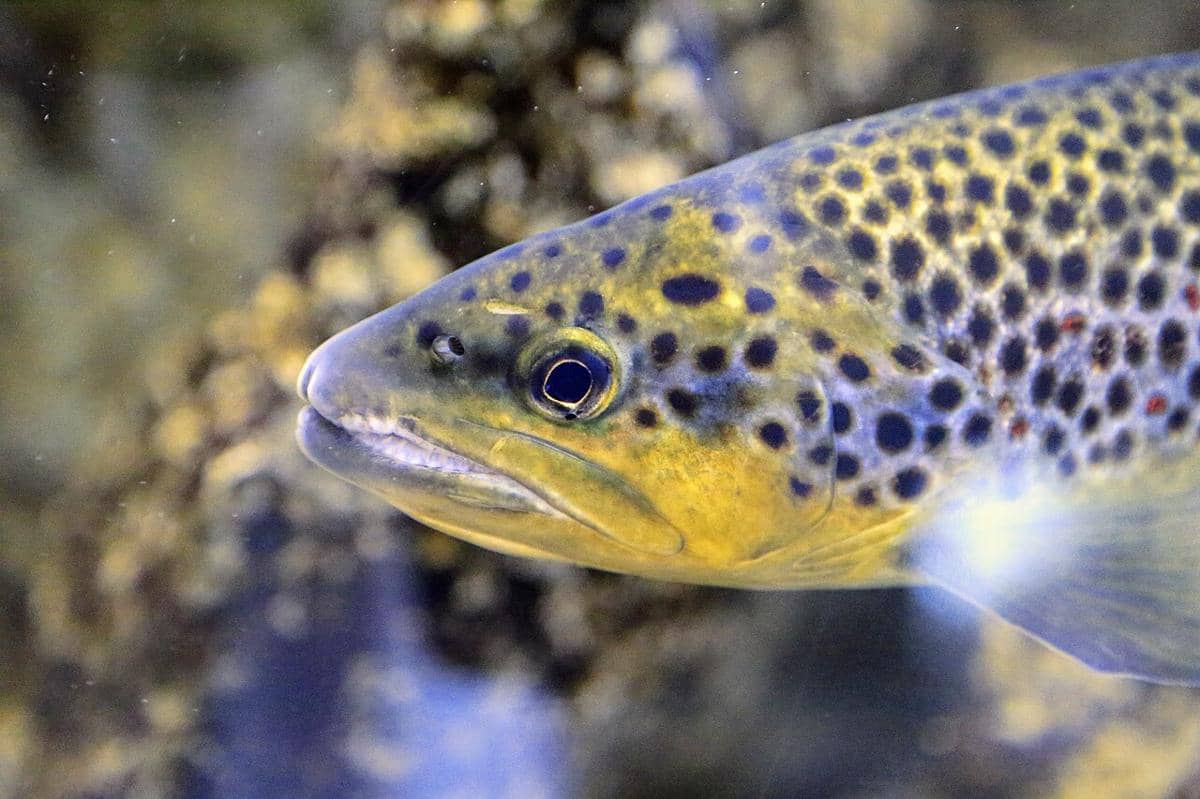 5 Ikan Pendatang di Australia yang Mampu Merusak Ekosistem