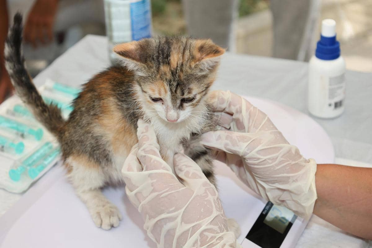 Seekor anak kucing sedang diperiksa dan diobati oleh seseorang yang mengenakan sarung tangan medis di atas meja perawatan.