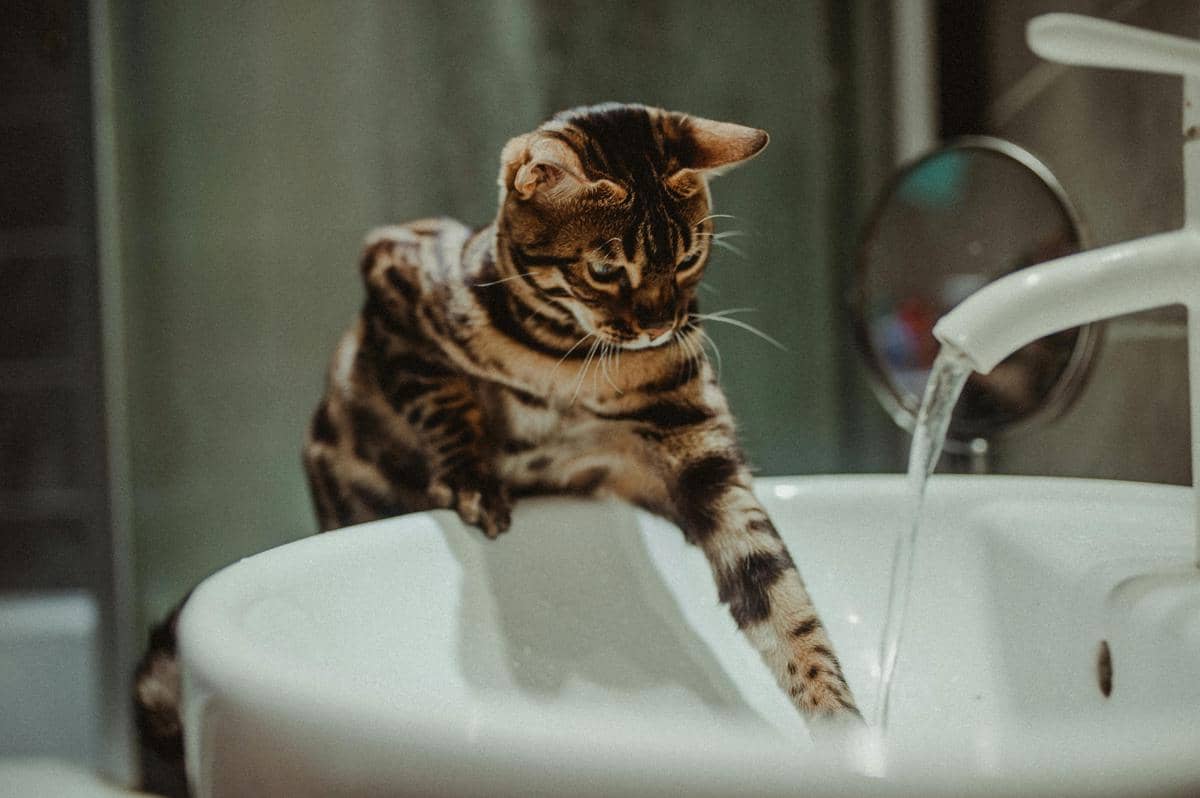 Seekor kucing belang cokelat sedang bermain air di wastafel, menatap aliran air dari keran dengan ekspresi penasaran.