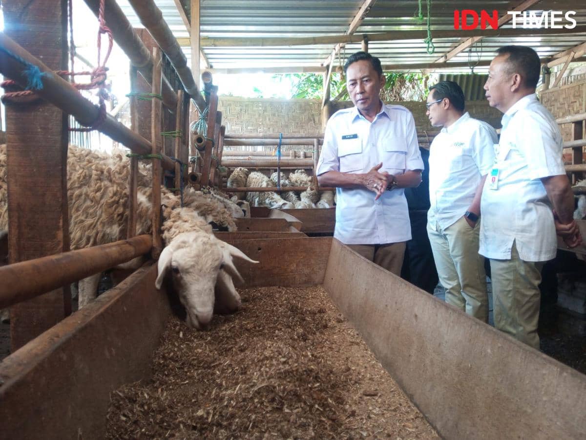 TPID DIY Klaim Stok Hewan Kurban Aman Meski Harga Naik