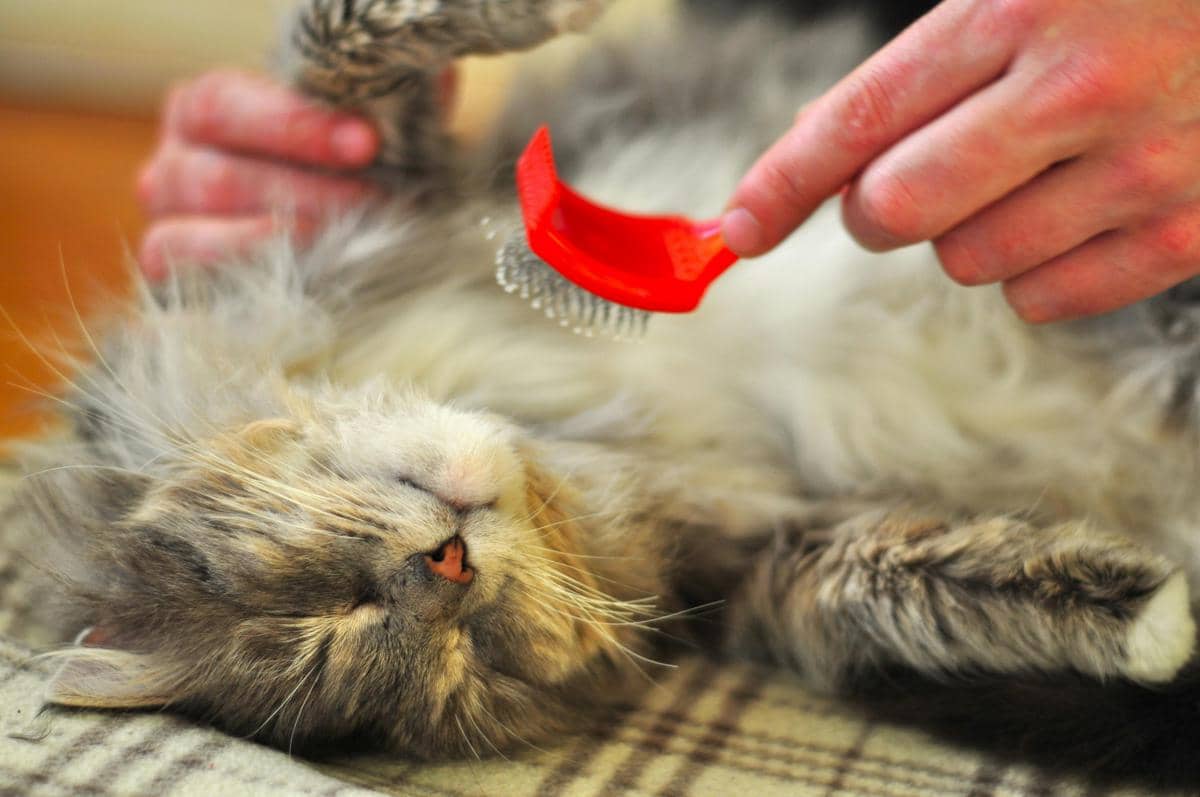 Seekor kucing berbulu panjang berbaring santai sambil disisir dengan sikat merah oleh seseorang di atas permukaan kain bermotif.