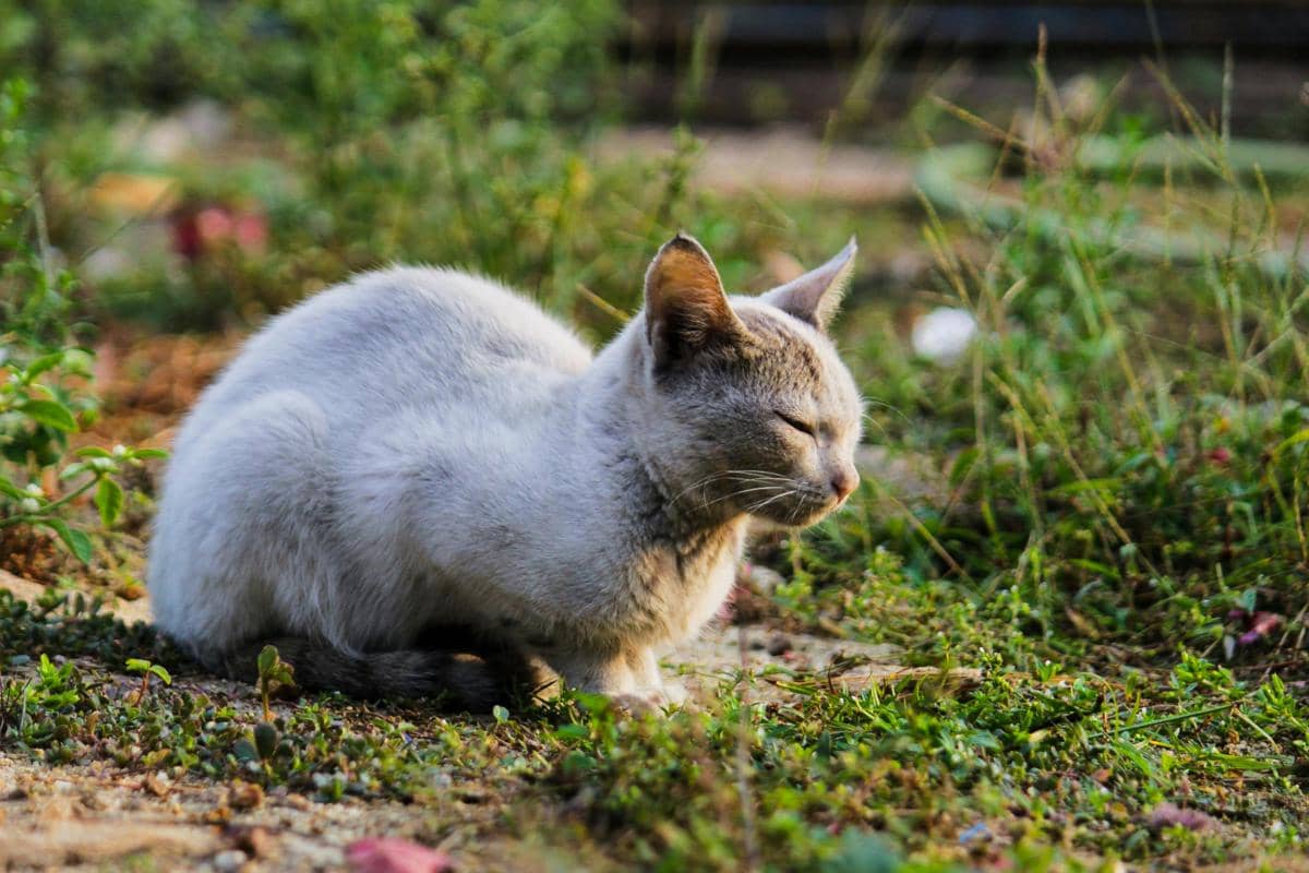 Seekor kucing berwarna abu-abu muda duduk di atas tanah berumput di taman dengan mata tertutup menikmati suasana tenang.