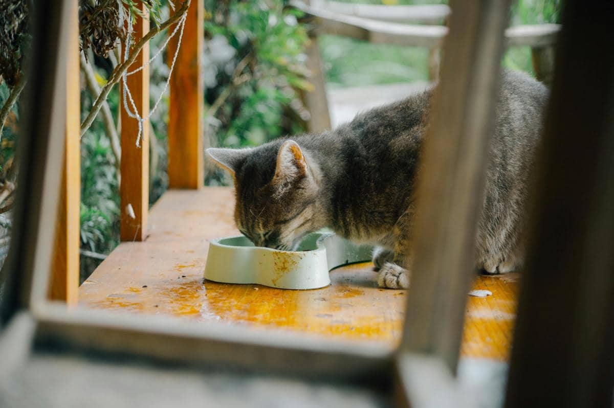 Seekor kucing abu-abu sedang makan dari mangkuk hijau muda di atas meja kayu dengan latar taman hijau yang teduh.